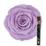 Lavender Preserved Rose Stems - Flowers Box London
