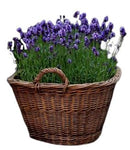 Lavendula in the Basket