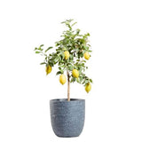 Lemon Tree Citrus Plant - Flowers Box London