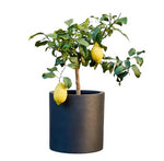 Lemon Tree Citrus Plant