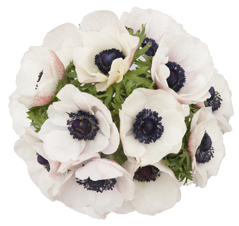 Light Pink Anemone Bouquet