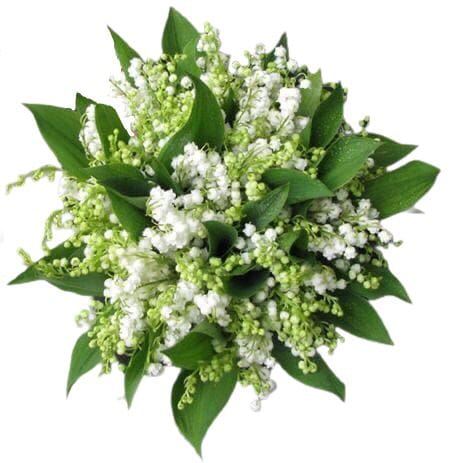 Lily of the valley wedding boquet + 4x lily of the valley buttonholes