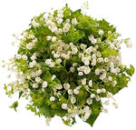 Lily of Valley with Bupleurum Bridal Bouquet