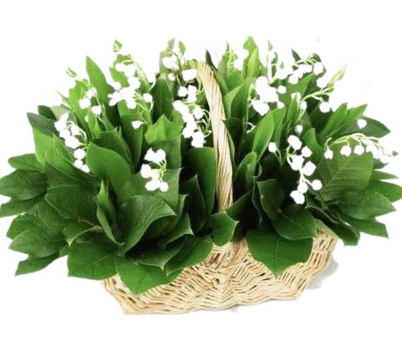Lily of Valley with Greenery Basket - Flowers Box London