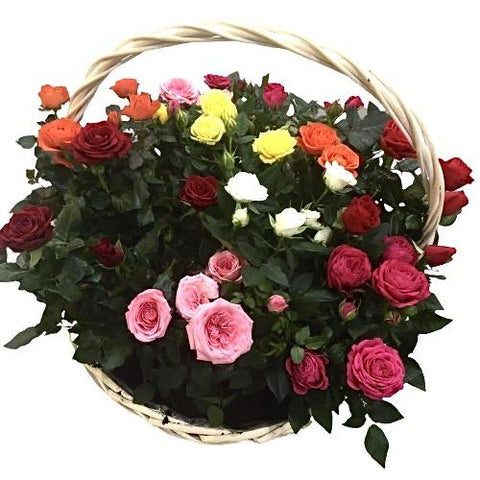 Lovely Mini Roses Plant in Basket - Flowers Box London