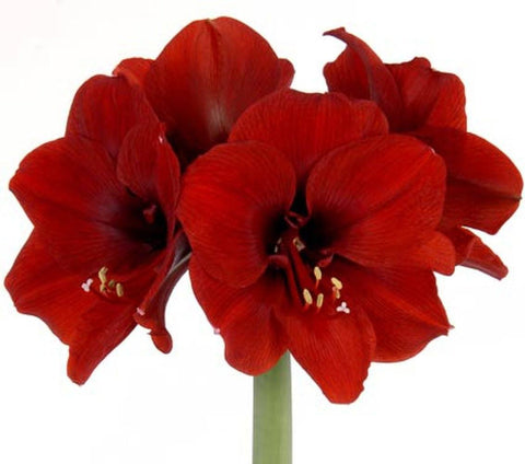 Luxury Amaryllis Hat Box Luxury Amaryllis Hat Box