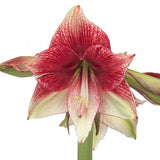 Luxury Amaryllis Hat Box - Flowers Box London
