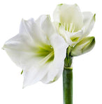Luxury Amaryllis Hat Box