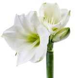 Luxury Amaryllis Hat Box