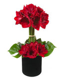 Luxury Amaryllis Hat Box - Flowers Box London