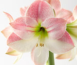 Luxury Amaryllis Hat Box