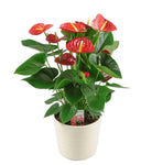 Luxury Anthurium Ceramic Pot - Flowers Box London