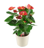 Luxury Anthurium Ceramic Pot - Flowers Box London