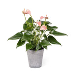 Luxury Anthurium Ceramic Pot - Flowers Box London