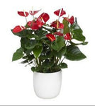Luxury Anthurium Ceramic Pot - Flowers Box London