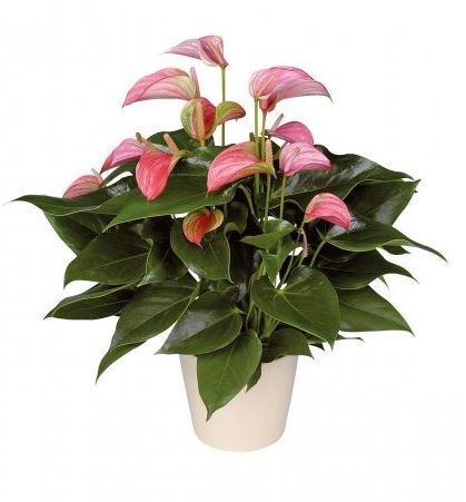 Luxury Anthurium Ceramic Pot - Flowers Box London