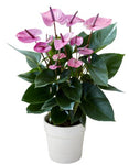 Luxury Anthurium Ceramic Pot - Flowers Box London