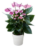 Luxury Anthurium Ceramic Pot - Flowers Box London
