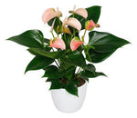 Luxury Anthurium Ceramic Pot - Flowers Box London