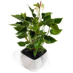Luxury Anthurium Ceramic Pot - Flowers Box London