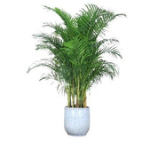 Luxury Areca Palm in Ceramic Pot - Flowers Box London