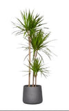 Luxury Dracaena Marginata