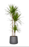 Luxury Dracaena Marginata - Flowers Box London