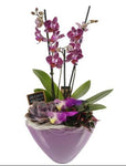 Luxury Phalenopsis Orchids Gifts with Succulent in Pot - Flowers Box London