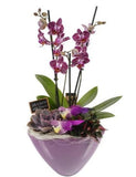 Luxury Phalenopsis Orchids Gifts with Succulent in Pot - Flowers Box London