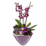 Luxury Phalenopsis Orchids Gifts with Succulent in Pot