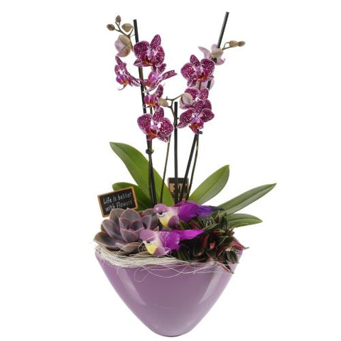 Luxury Phalenopsis Orchids Gifts with Succulent in Pot