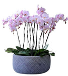 Luxury Phalenopsis Orchids in Oval Ceramic Pot
