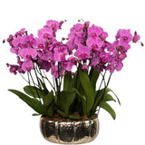 Luxury Phalenopsis Orchids in Oval Ceramic Pot