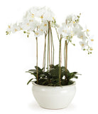 Luxury Phalenopsis Orchids in Oval Ceramic Pot