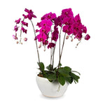 Luxury Phalenopsis Orchids in Oval Ceramic Pot