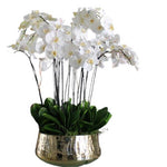 Luxury Phalenopsis Orchids in Oval Ceramic Pot