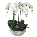 Luxury Phalenopsis Orchids in Oval Ceramic Pot