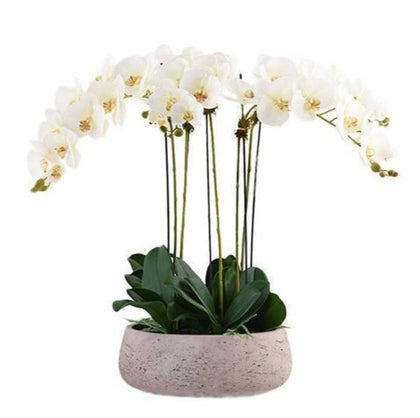 Luxury Phalenopsis Orchids in Oval Ceramic Pot