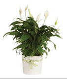 Luxury Spathiphyllum in Ceramic Round Pot - Flowers Box London