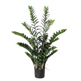 Luxury Zamioculcas Zamiifolia Plant - Flowers Box London