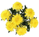 Magnum Yellow Chrysanthemum Bouquet - Flowers Box London