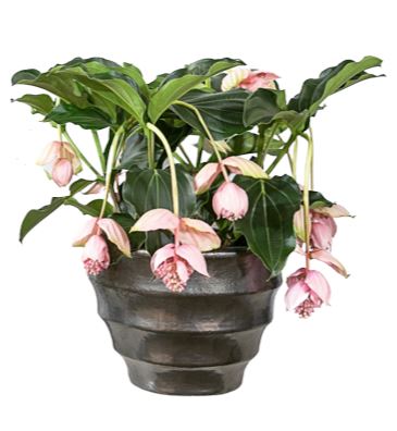 Medinilla Magnifica in Pot