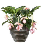 Medinilla Magnifica in Pot - Flowers Box London