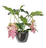 Medinilla Magnifica in Pot - Flowers Box London