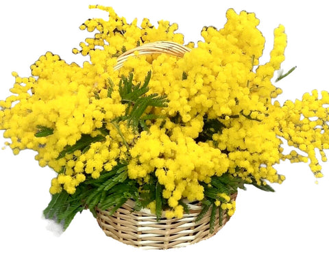 Mimosa Basket - Flowers Box London