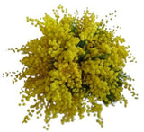 Mimosa Bouquet - Flowers Box London