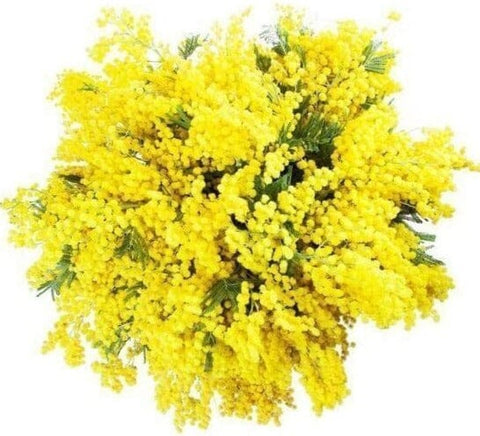 Mimosa Bouquet - Flowers Box London