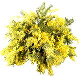 Mimosa Bouquet - Flowers Box London