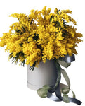 Mimosa Box