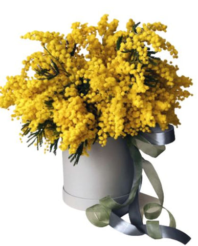 Mimosa Box